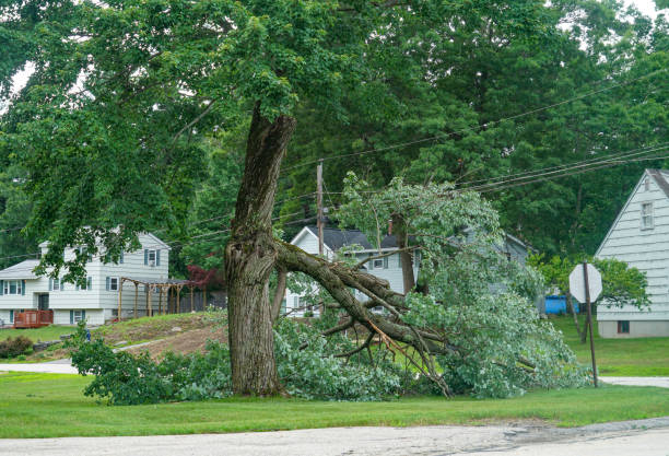 The Steps Involved in Our Tree Care Process in Flora Vista, NM